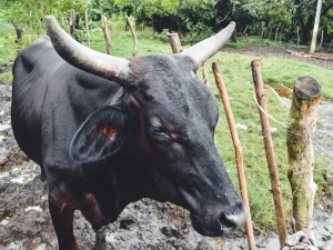 Tanda Bull Run Dimulai Yang Perlu Diperhatikan