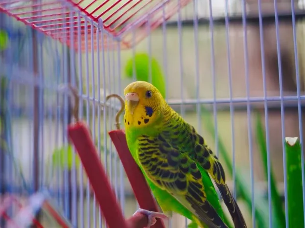 Bird Care Clean Cage - Betet