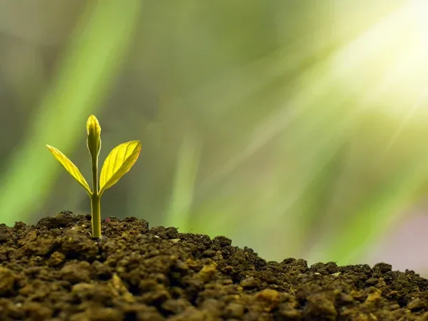 Business Growth Money Tree - Pinjaman Modal UMKM