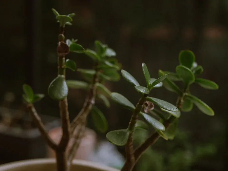 Business Growth Money Tree - Pinjaman Modal Usaha