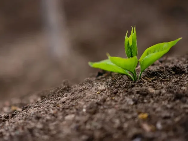 Growing Plant Business Growth - Cara Daftar UMKM