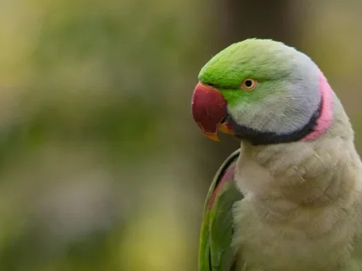 Parakeet Types Diverse Parrots - Betet