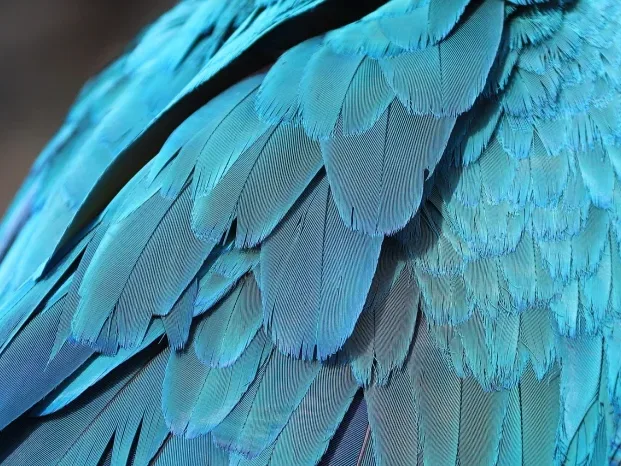 Parrot Facts Bird Myths - Betet