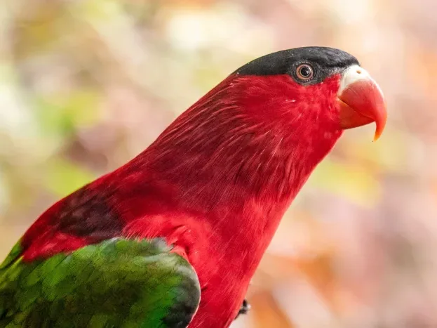 Parrot Parakeet Colorful Bird - Betet