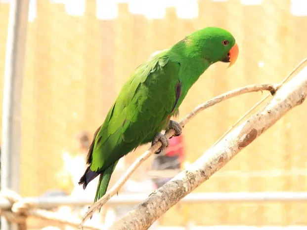 Pet Parrot Bird Cage - Betet
