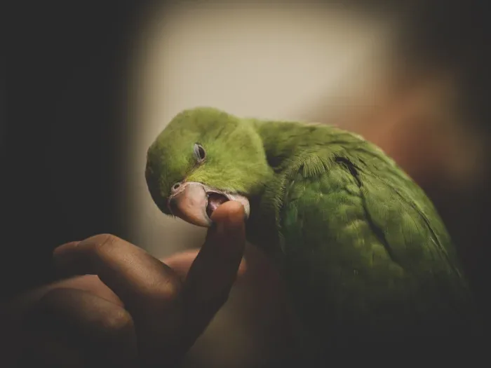 Sick Bird Vet Checkup - Betet