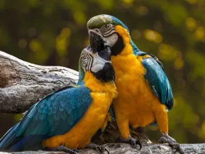 Wild Parrots Jungle Birds